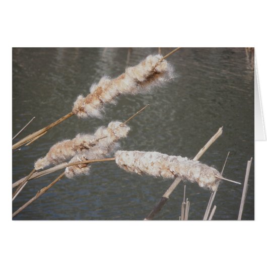 Cattails Note Card (Front Horizontal)