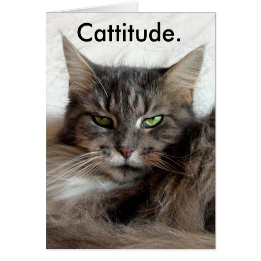 Cattitude card (Front)