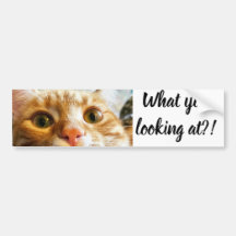 Cattitude Sticker