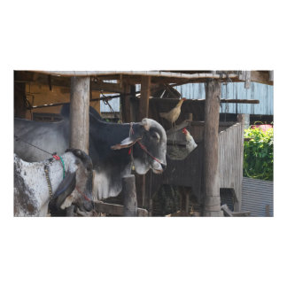 Cattle And Chickens In Cambodia Photo Print