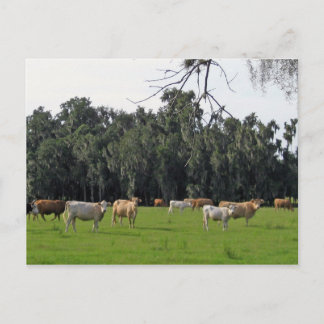 Cattle and Cypress Postcard