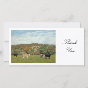 Cattle at Pentyrch - Thank You Card