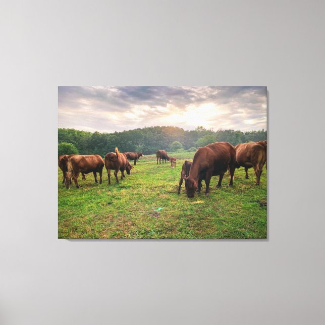 Cattle At Sunset Canvas Print (Front)