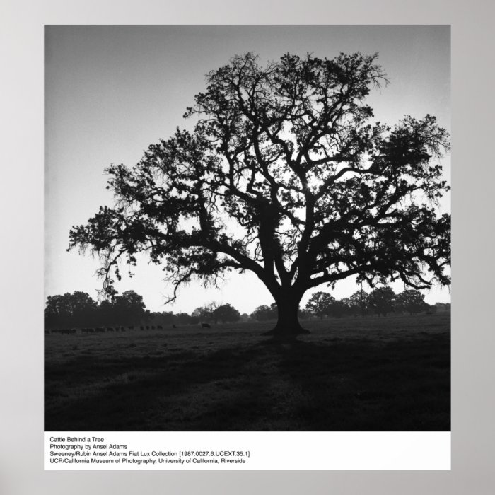 Cattle Behind a Tree by Ansel Adams Posters