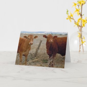 Cattle Birthday Party Humor Card | Zazzle