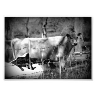 Cattle Black and White Photo Print