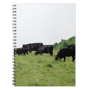 Cattle Black Angus Notebook