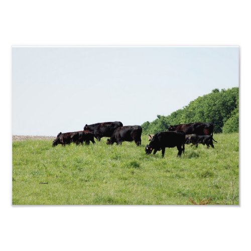Cattle Black Angus Photo Print