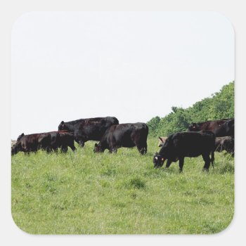 Cattle Black Angus Square Sticker by lsarmentoart at Zazzle