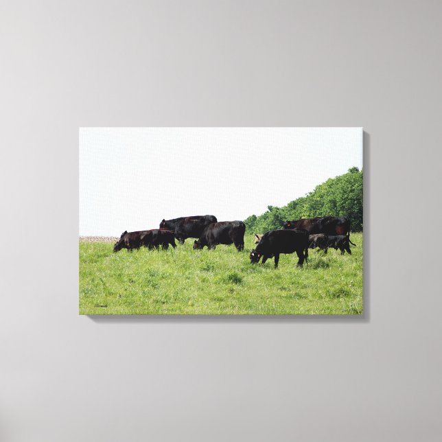 Cattle Black Angus Wrapped Canvas Print (Front)