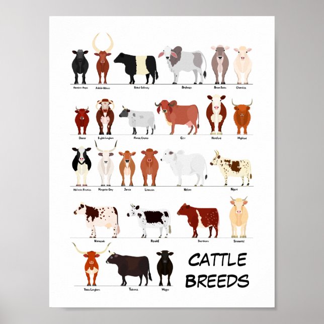 cattle breeds chart poster (Front)