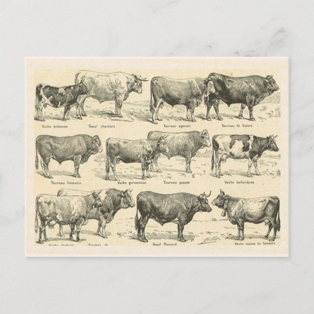 Cattle Breeds, France, Various breeds 3 Postcard (Front)