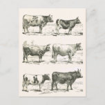 Cattle Breeds, France, Various Breeds Postcard at Zazzle