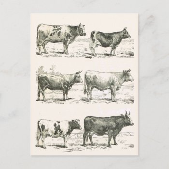 Cattle Breeds  France  Various Breeds Postcard by windsorprints at Zazzle