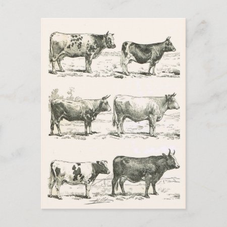 Cattle Breeds, France, Various Breeds Postcard