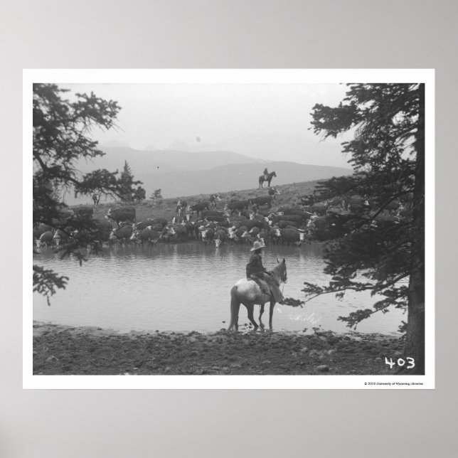 Cattle by a pond with two cowboys. poster (Front)