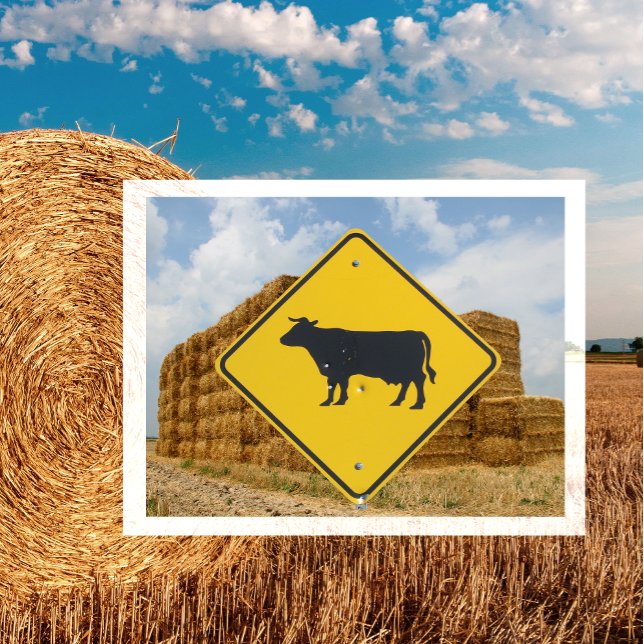 Cattle Crossing Sign, Baled Stacked Hay Postcard (Creator Uploaded)