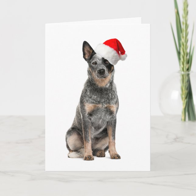 Cattle Dog Christmas Card (Front)