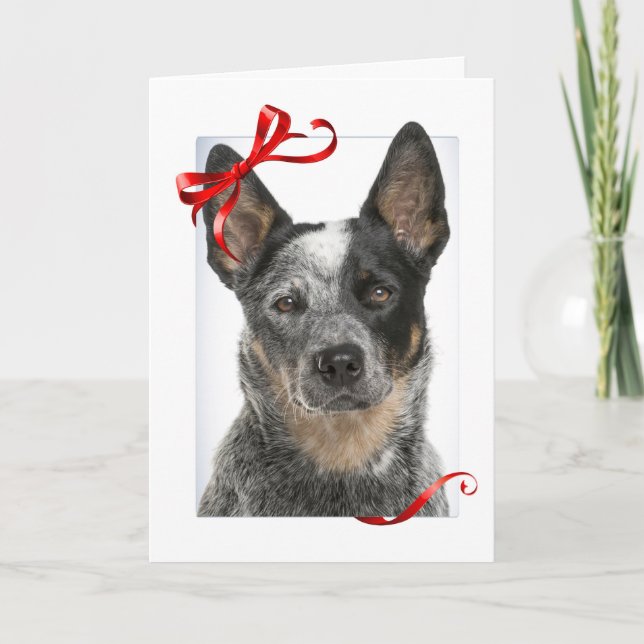 Cattle Dog Christmas Card (Front)