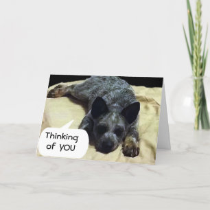 CATTLE DOG IS LONGING FOR A SPECIAL SOMEONE CARD