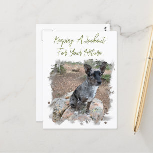 Cattle Dog Photo Placeholder Missing You Template Postcard
