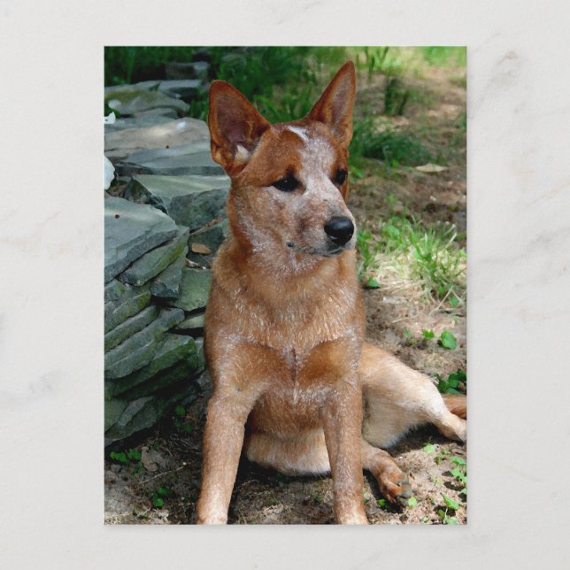 Cattle Dog Postcard (Front)