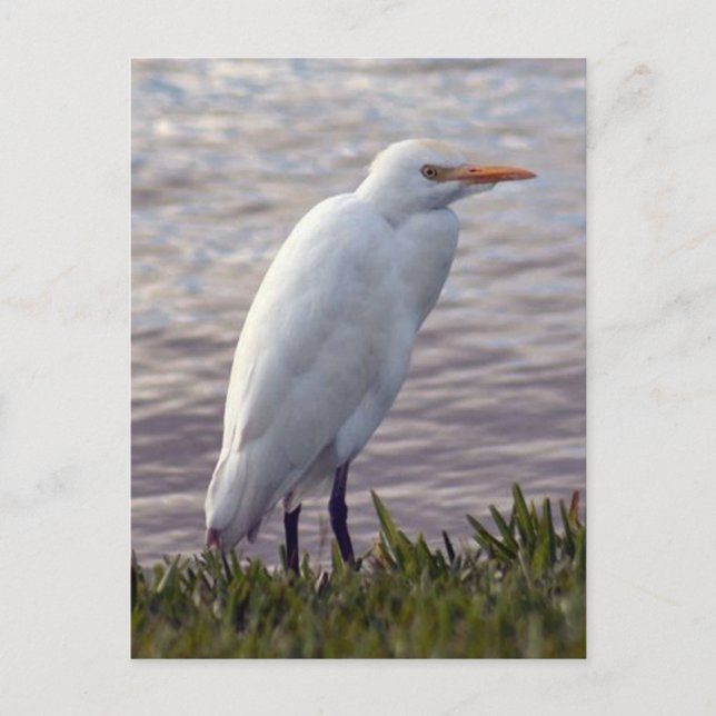 Cattle Egret Photo Postcard (Front)