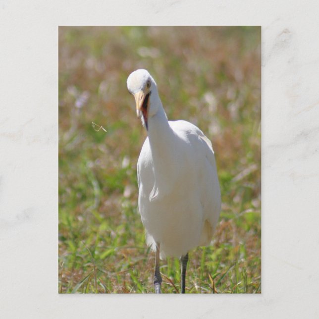 Cattle Egret Photo Postcard (Front)
