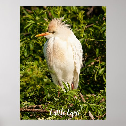 Cattle Egret Profile Poster