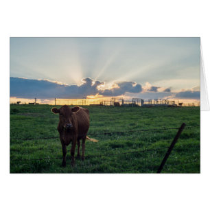 Cattle Farm Sunset Cards