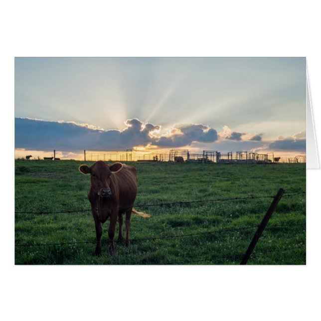 Cattle Farm Sunset Cards (Front Horizontal)