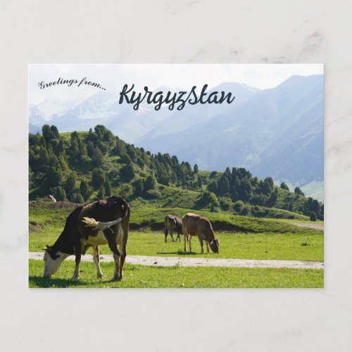 Cattle Grazing in a Meadow in Kyrgyzstan Postcard