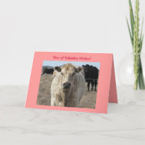 Cattle Herd Valentine Wishes — Western Holiday Card