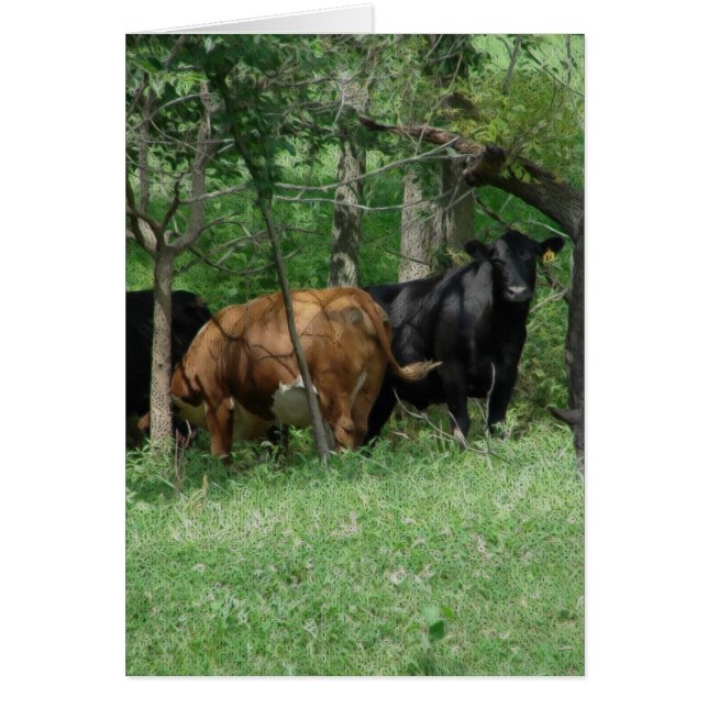 Cattle in a Pasture, All Occasion Blank Inside  Cards (Front)