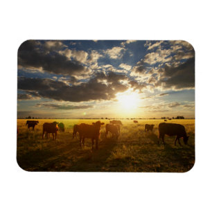 Cattle In Field, Sunset Magnet