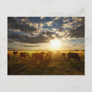 Cattle In Field, Sunset Postcard