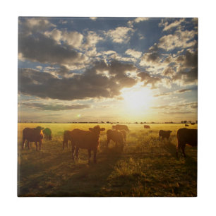 Cattle In Field, Sunset Tile