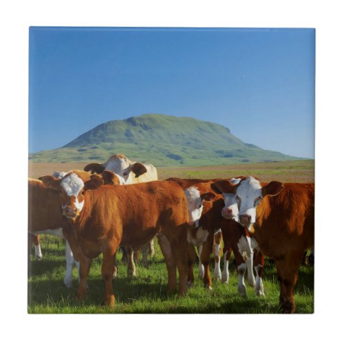 Cattle In Kamberg Valley Kwazulu_Natal Ceramic Tile