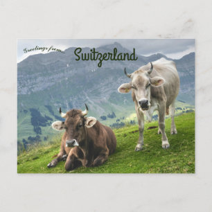 Cattle in Switzerland Postcard