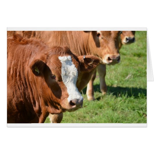 Cattle in the Isles of Scilly Cards (Front Horizontal)