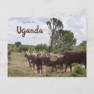 Cattle in Uganda Postcard