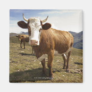 Cattle Magnet