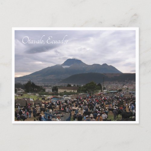 Cattle Market Otavalo Ecuador Postcard