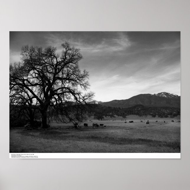 Cattle North of Stonyford, Colusa County, CA, 1966 Poster (Front)