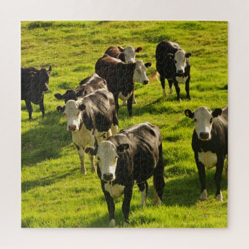 Cattle of Cows on the green grass Jigsaw Puzzle