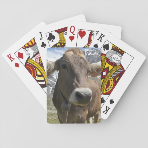 Cattle of the Alpine Brown breed Playing Cards
