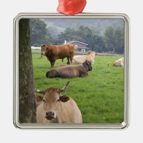 Cattle on rural farmland near the town of metal ornament