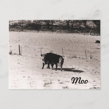 Cattle Postcard by archemedes at Zazzle