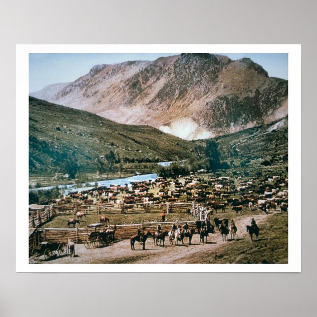 Cattle Ranch, Colorado, 1899 (photo) Poster (Front)