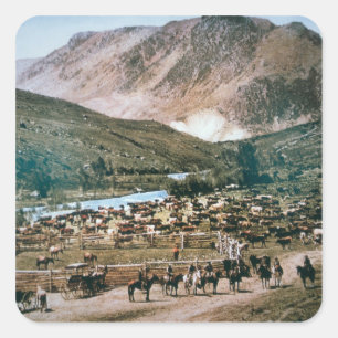 Cattle Ranch, Colorado, 1899 (photo) Square Sticker